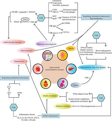 Farnesoid X Receptor Agonists as Therapeutic Target for Cardiometabolic Diseases